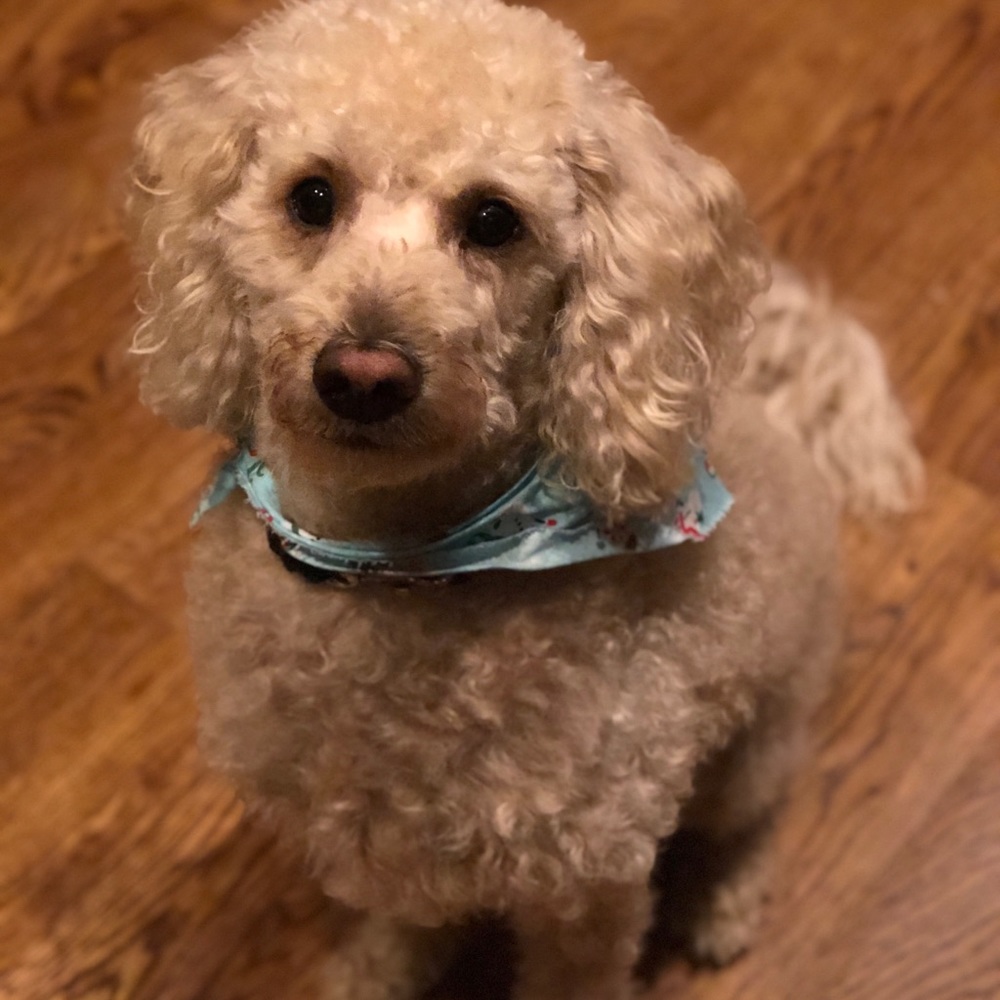 Meet your Posher, Alex